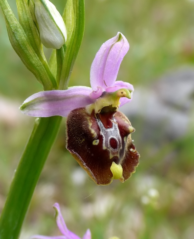 Ophrys cinnabarina (=Ophrys holosericea subsp. paolina) nuova sottos. del Gargano